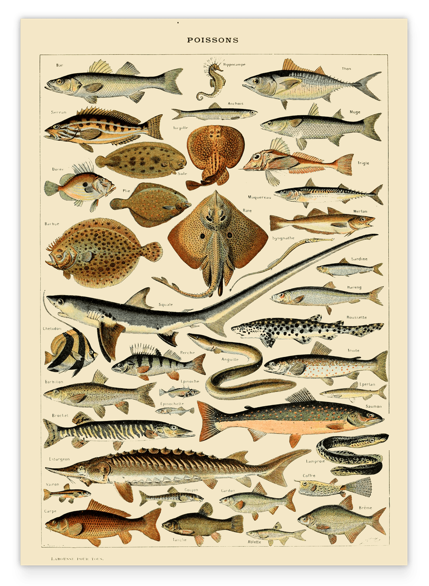 Adolphe Philippe Millot - Fische