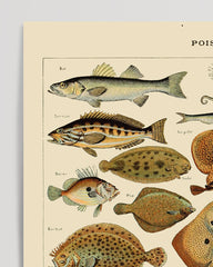 After Hover: Adolphe Philippe Millot - Fische