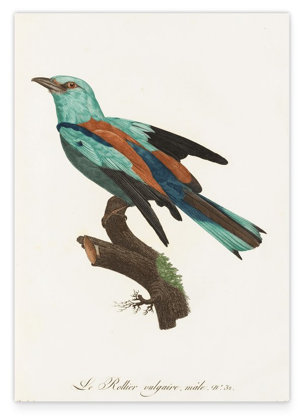 François Levaillant - Bunter Paradiesvogel