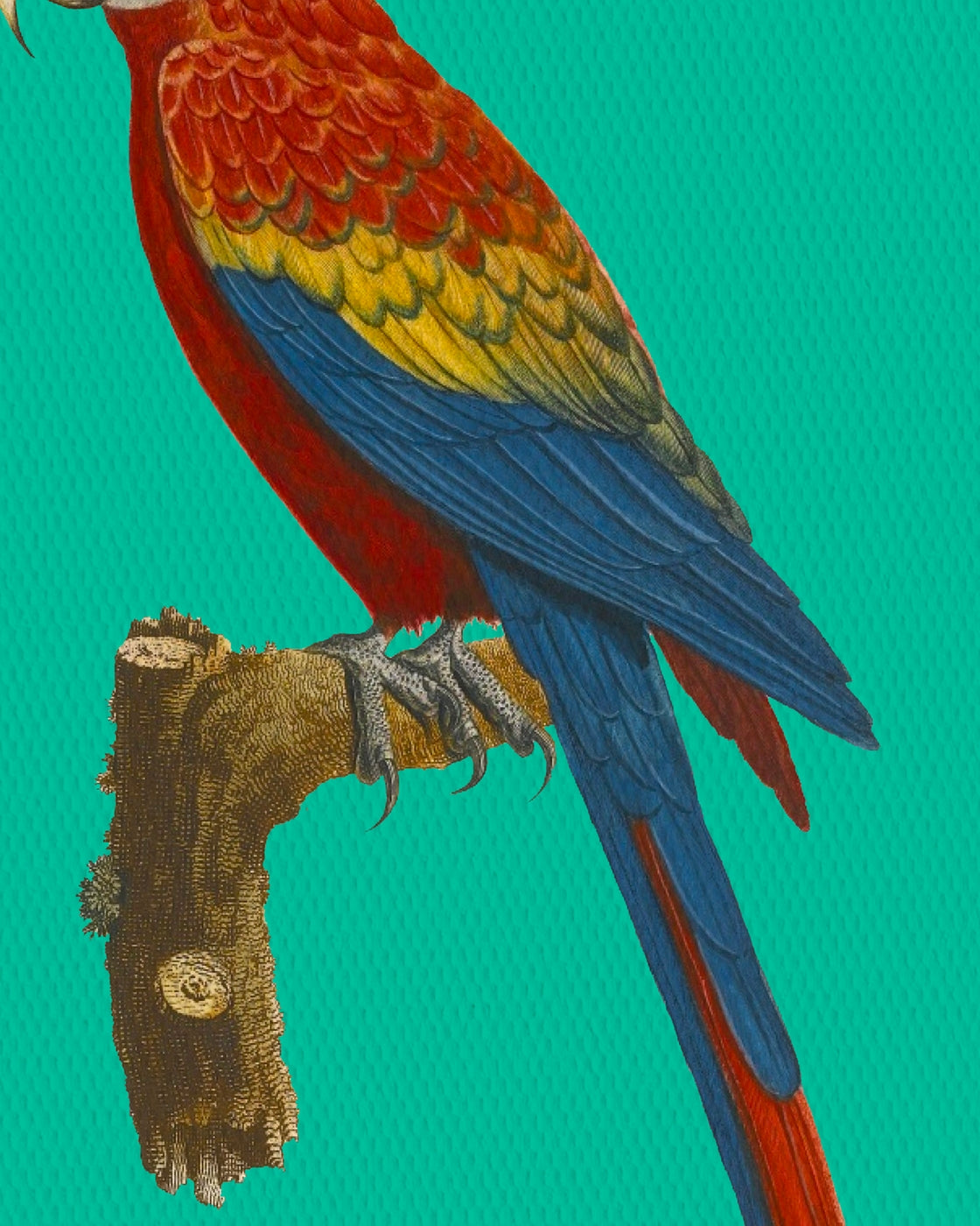 canvas