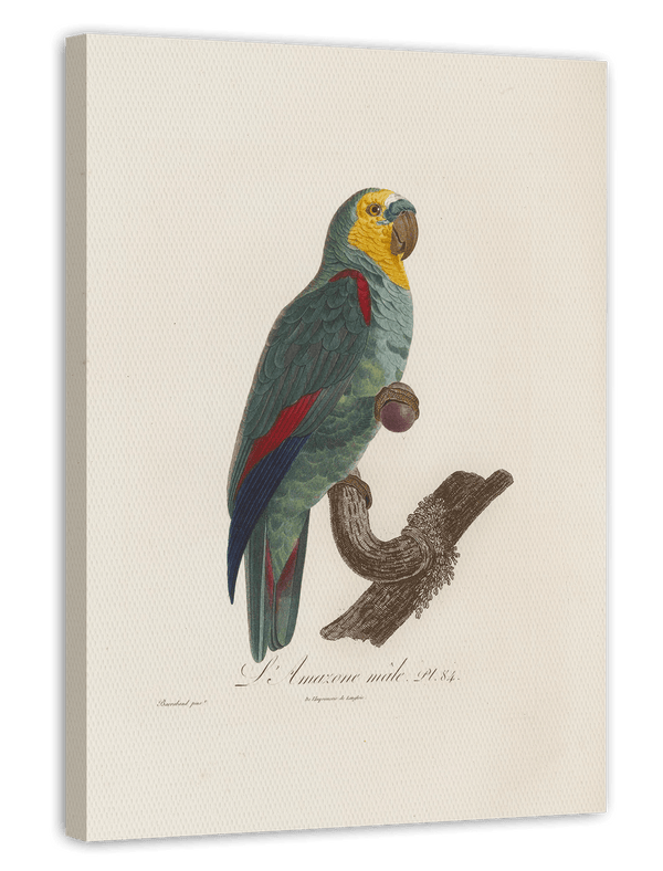 François Levaillant - Paradiesvogel