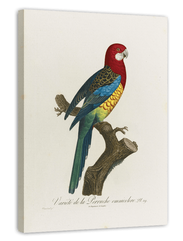 François Levaillant - Paradiesvogel