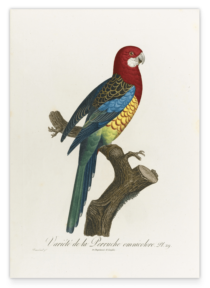 François Levaillant - Paradiesvogel