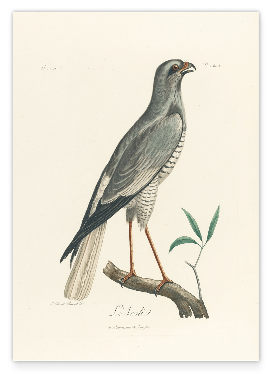 François Levaillant - Grauer Vogel