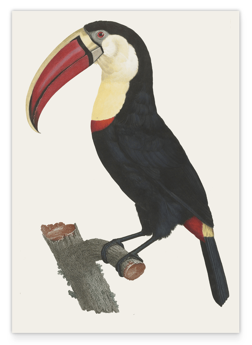 François Levaillant - Tukan Vogel