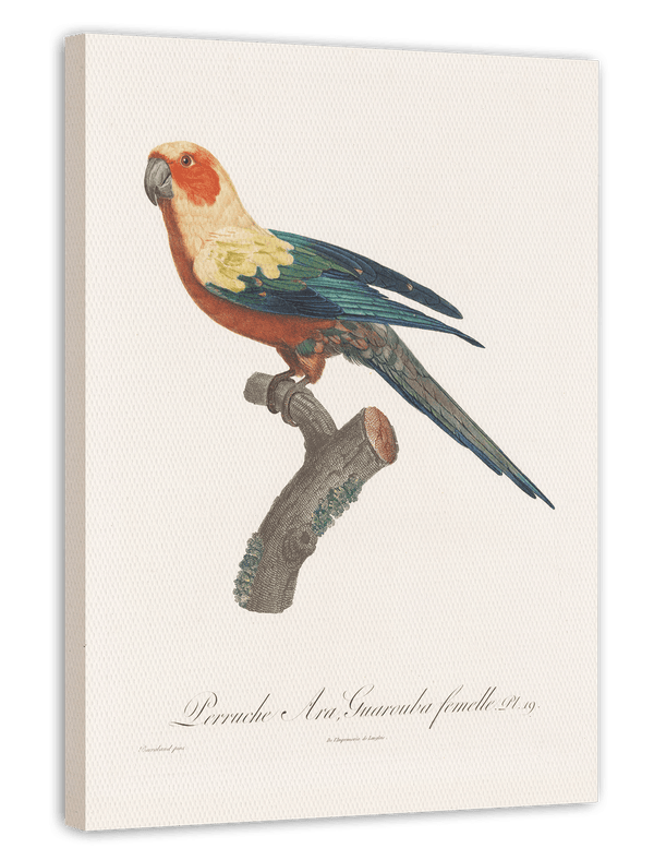 François Levaillant - Bunter Paradiesvogel