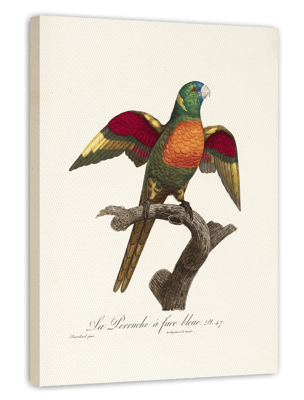 François Levaillant - Bunter Paradiesvogel
