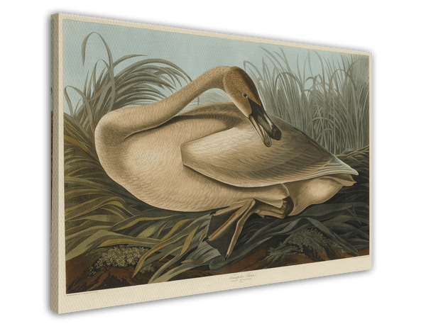 John James Audubon - Wildgans
