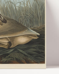 After Hover: John James Audubon - Wildgans