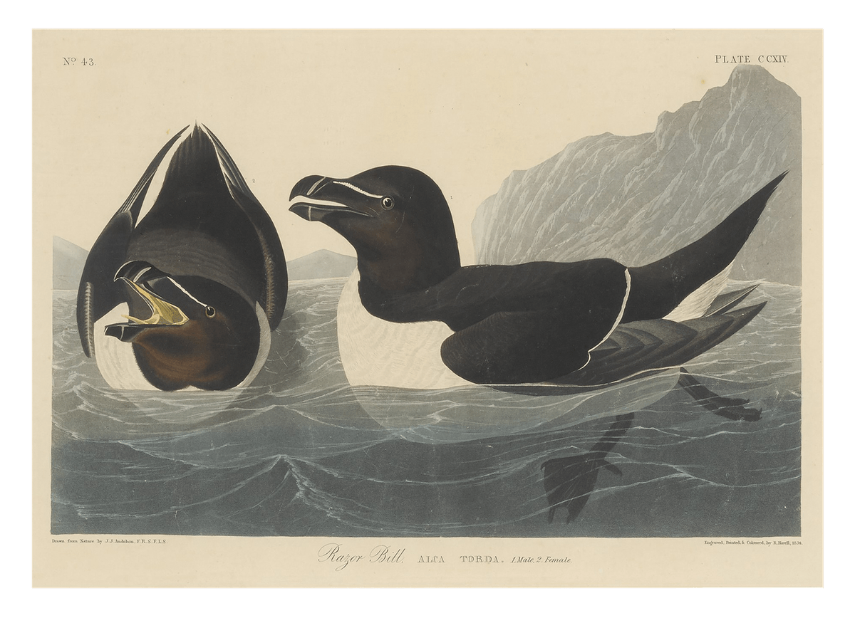 John James Audubon - Zwei Enten im Wasser