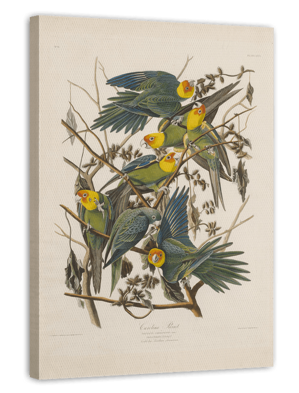 John James Audubon - Paradiesvögel
