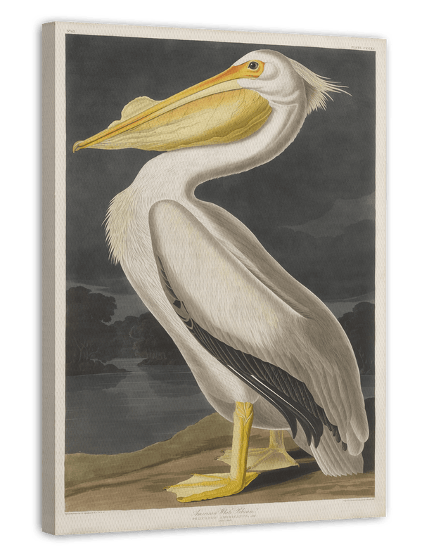 John James Audubon - Pelikan
