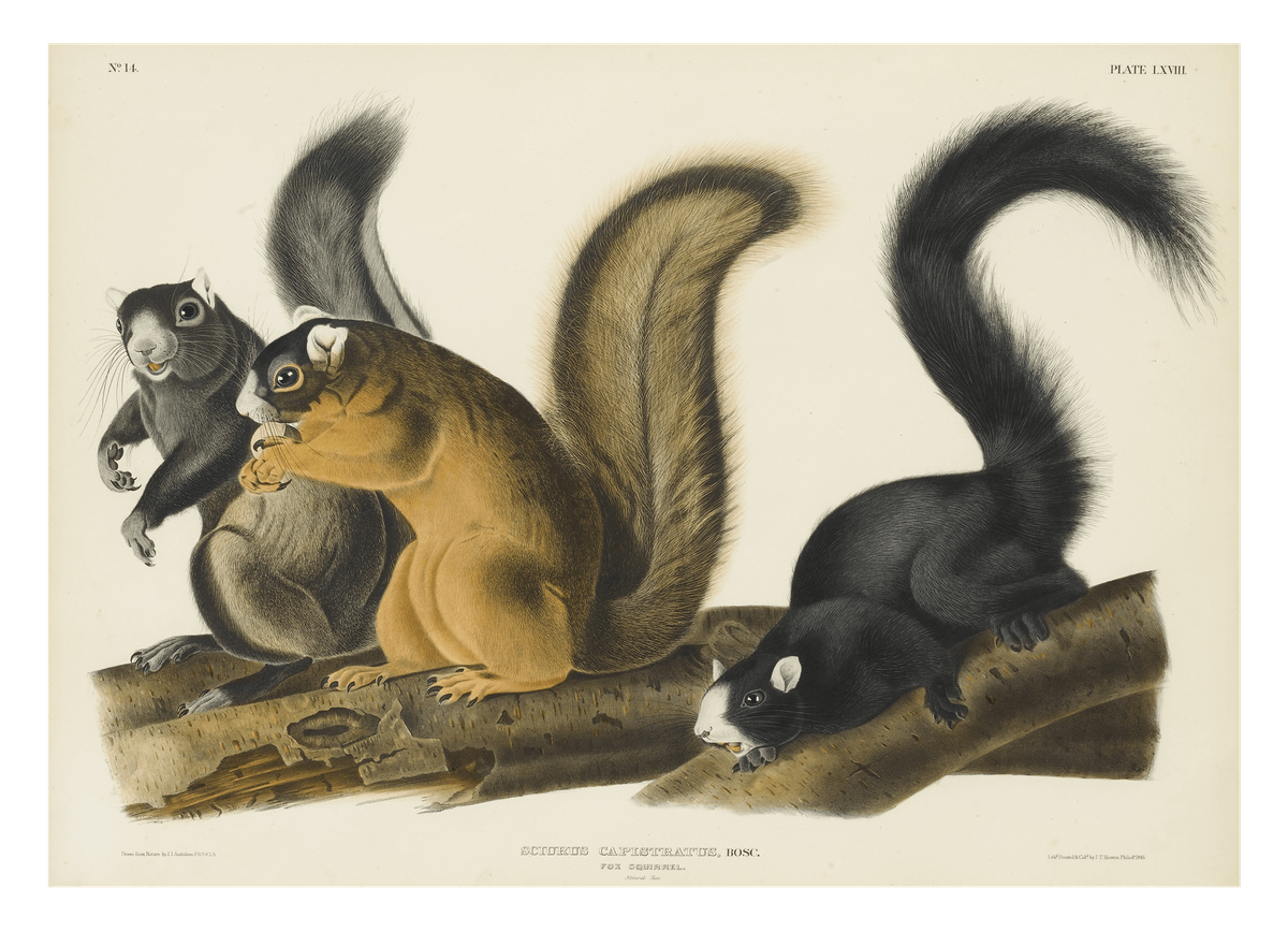 John James Audubon - Eichhörnchen