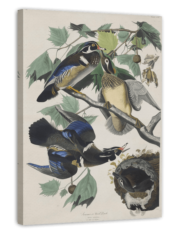 John James Audubon - Enten auf Baum