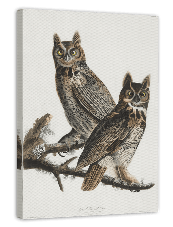 John James Audubon - Zwei Eulen