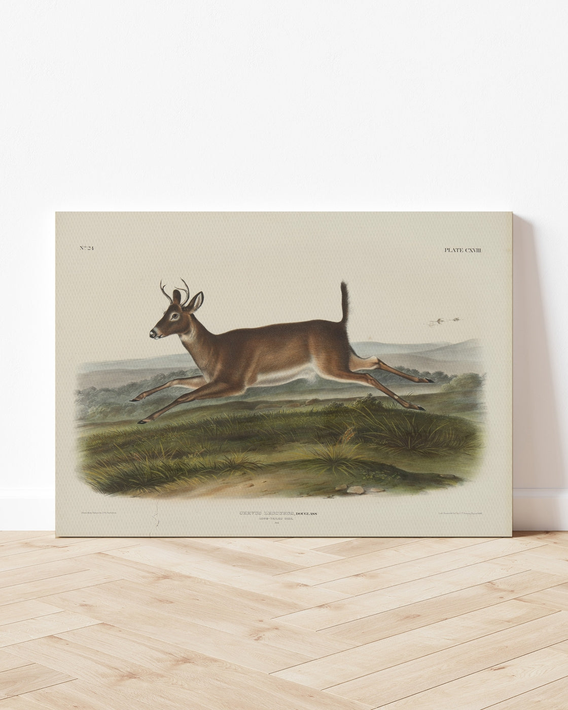 stretched-canvas