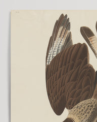 After Hover: John James Audubon - Zwei Raubvögel