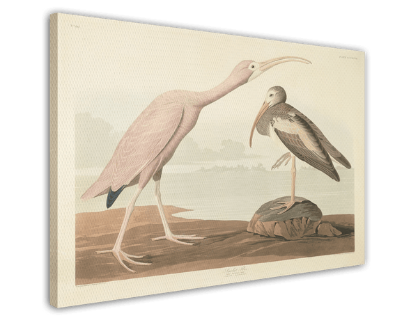 John James Audubon - Zwei Wasservögel