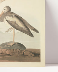 After Hover: John James Audubon - Zwei Wasservögel