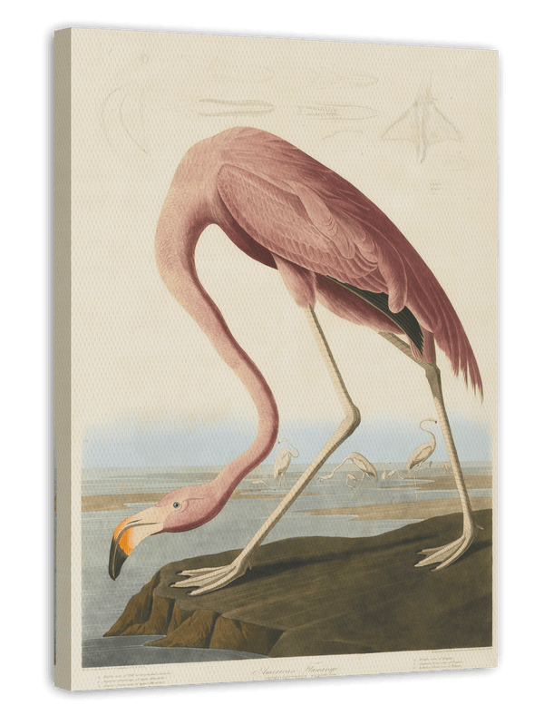 John James Audubon - Flamingo am Wasser I