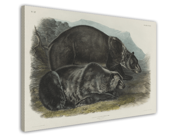 John James Audubon - Zwei Schwarzbären