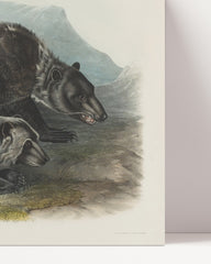 After Hover: John James Audubon - Zwei Schwarzbären