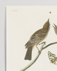 After Hover: John James Audubon - Vögel auf Nahrungssuche