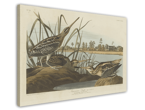 John James Audubon - Enten am Teich