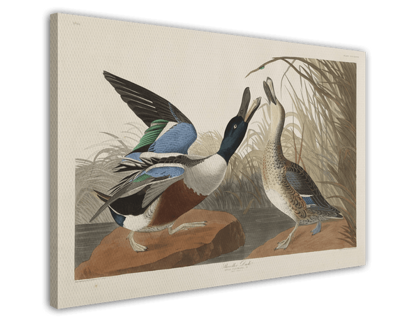 John James Audubon - Zwei Enten im Gefecht