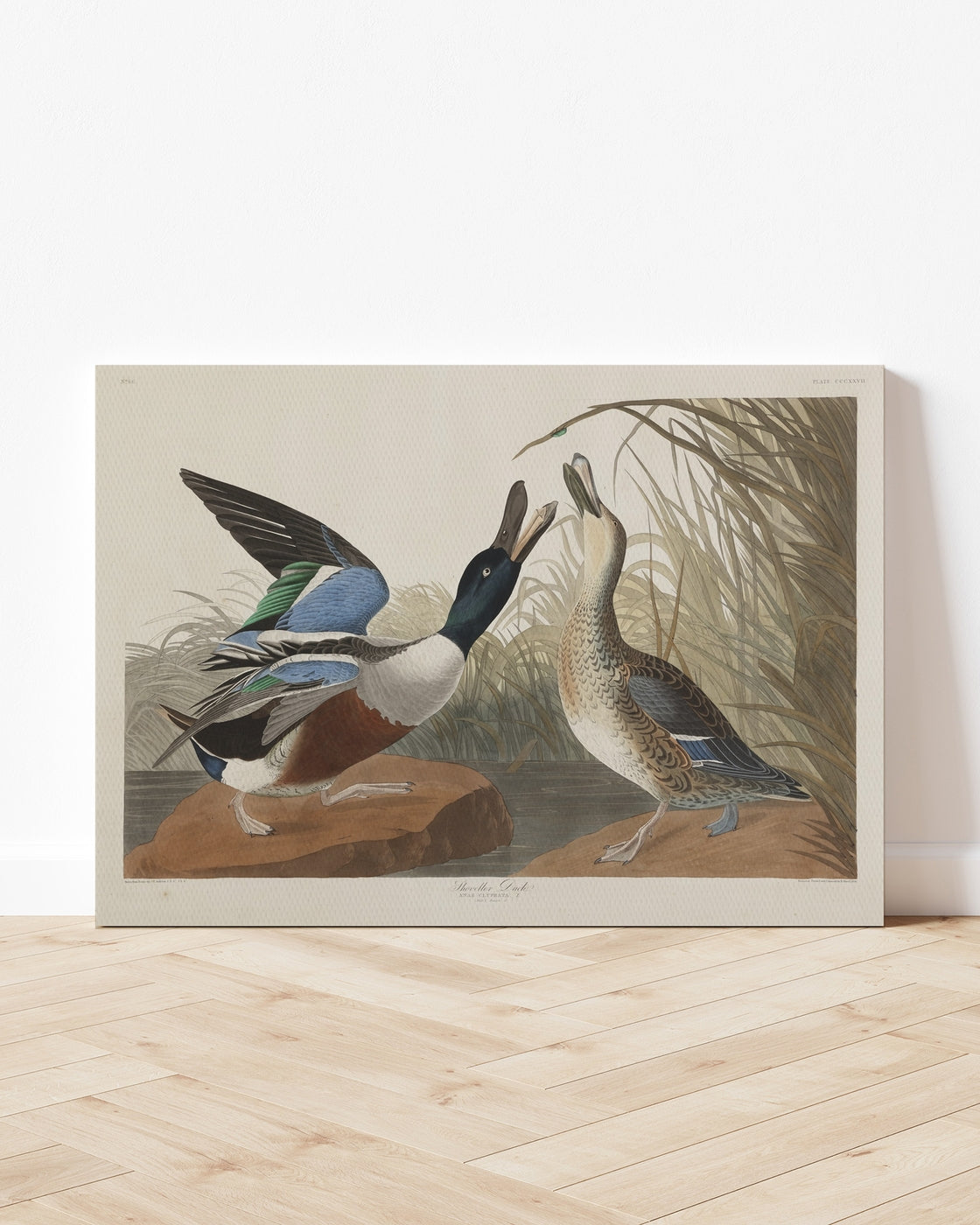 stretched-canvas