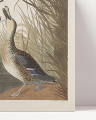 After Hover: John James Audubon - Zwei Enten im Gefecht