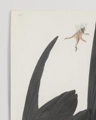 After Hover: John James Audubon - Schwarzer Vogel im Sturzflug