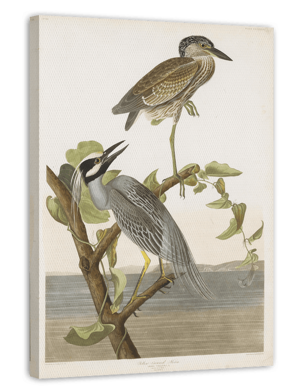 John James Audubon - Zwei Vögel auf einem Ast