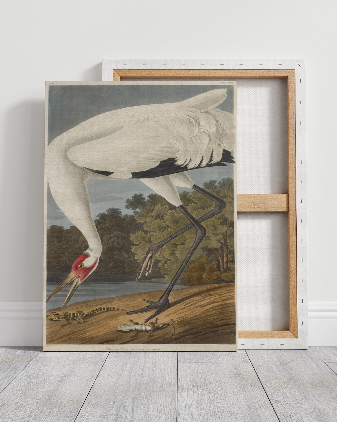 stretched-canvas