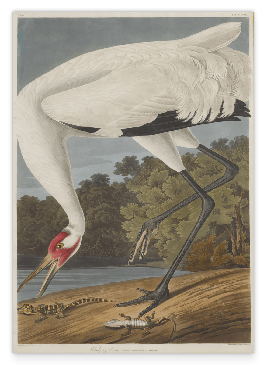 John James Audubon - Storch auf Nahrungssuche