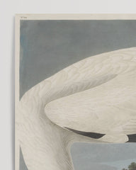 After Hover: John James Audubon - Storch auf Nahrungssuche