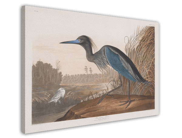 John James Audubon - Wasservögel am See