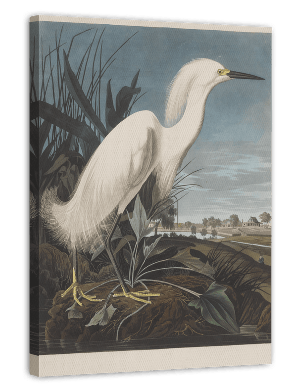 John James Audubon - Weißer Vogel am Teich