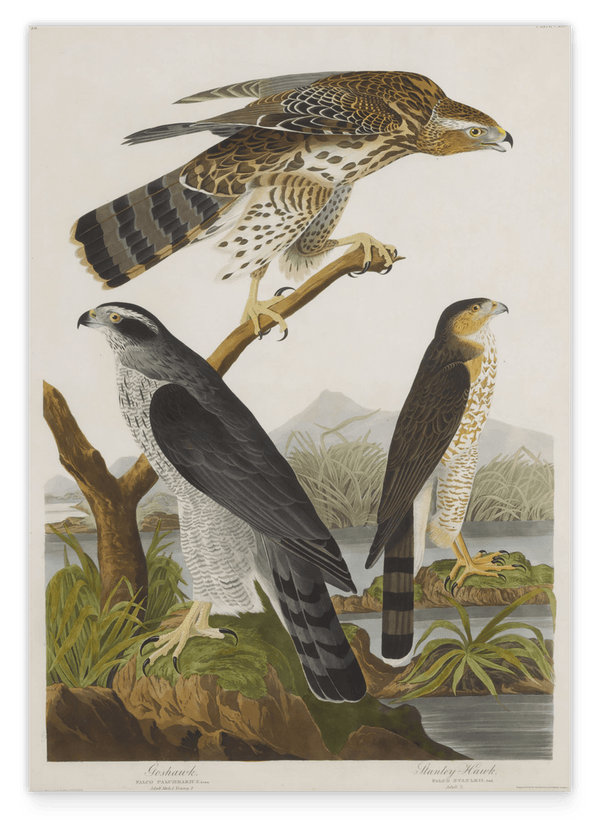 John James Audubon - Drei Greifvogelarten