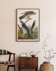 After Hover: John James Audubon - Drei Greifvogelarten