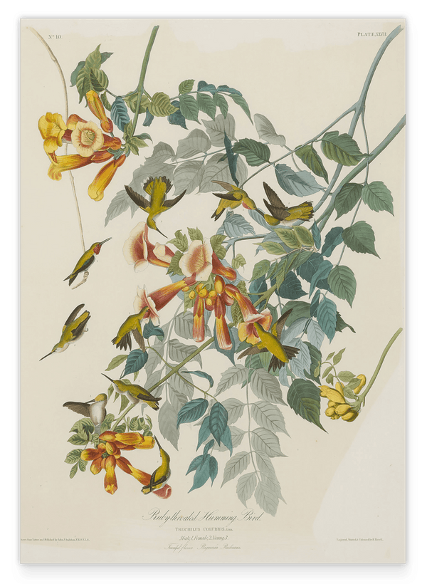John James Audubon - Kolibris auf Nektarsuche