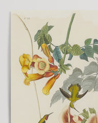 After Hover: John James Audubon - Kolibris auf Nektarsuche