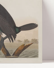After Hover: John James Audubon - Smaragdgrüner Wasservogel