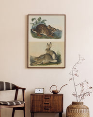 After Hover: John James Audubon - Kaninchen in der Wildnis