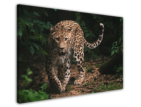 Leopard in der Wildnis