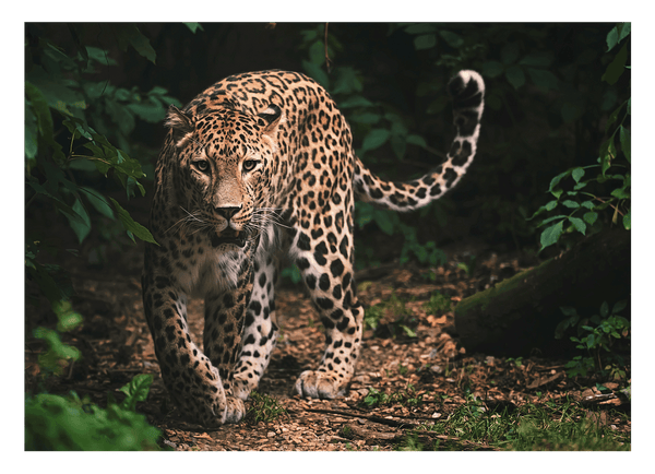 Leopard in der Wildnis