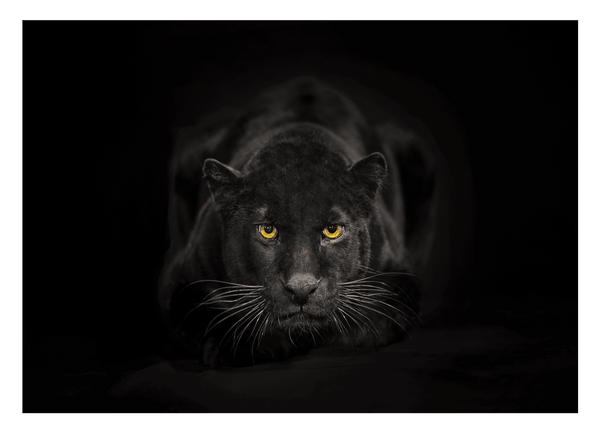 Schwarzer Panther auf schwarzem Hintergrund