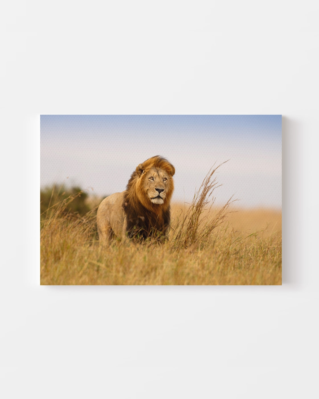 stretched-canvas