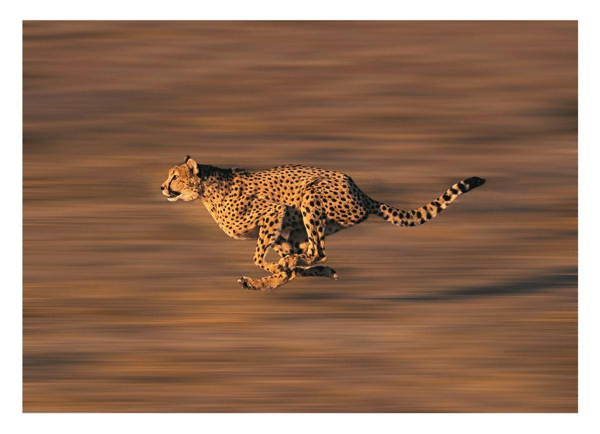 Rennender Gepard