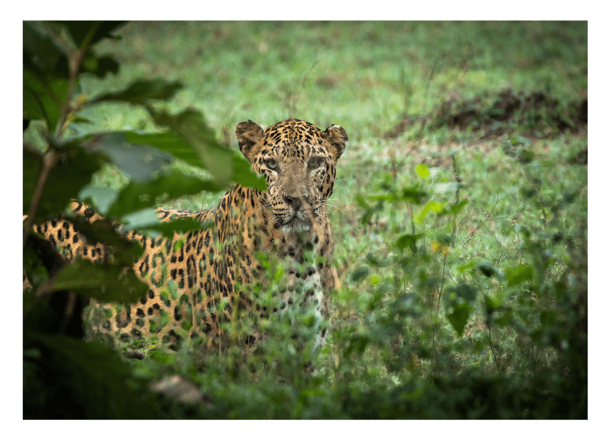 Leopard im Regenwald